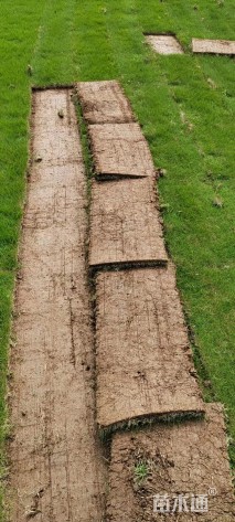 草块状马尼拉草
