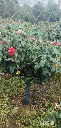 1公分小青杆月季