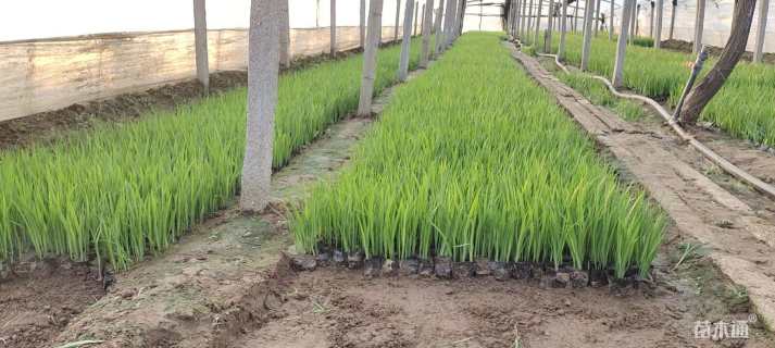 高度50厘米黄菖蒲