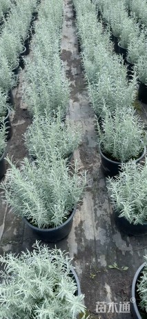 高度20厘米柳叶星河