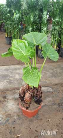 高度60厘米海芋