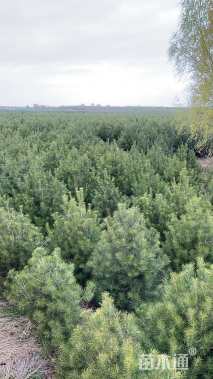 高度1200厘米樟子松