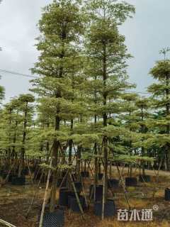 10公分锦叶榄仁