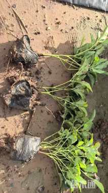 高度50厘米芍药