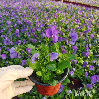 高度30厘米角堇