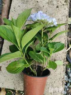 高度30厘米绣球