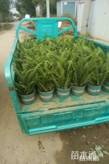 高度50厘米排骨草