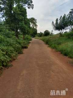 85公分(3杆)丛生香樟