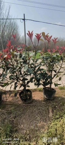 高度50厘米红叶石楠篱笆