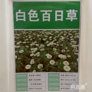 百日草种子