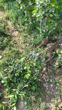 高度200厘米北海道黄杨