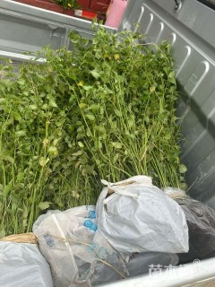 高度60厘米棣棠