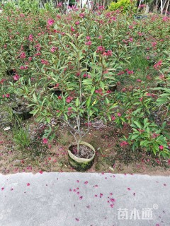 高度80厘米琴叶珊瑚