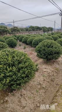 冠幅120厘米龟甲冬青球