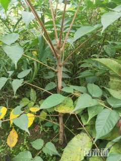 高度50厘米漆树小苗