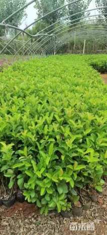 高度40厘米荚迷