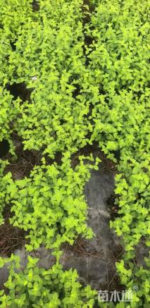 高度30厘米紫花马樱丹