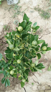 高度80厘米金桔