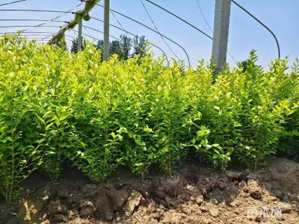 高度80厘米金叶女贞小苗