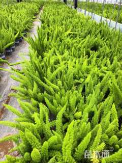 高度50厘米狐尾天门冬