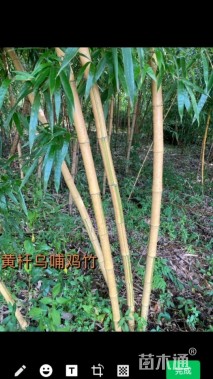地栽苗乌哺鸡竹