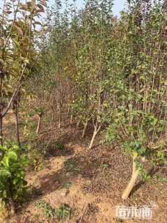 高度100厘米木槿