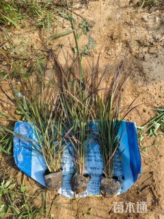 高度80厘米紫叶狼尾草