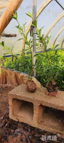 高度23厘米栀子花