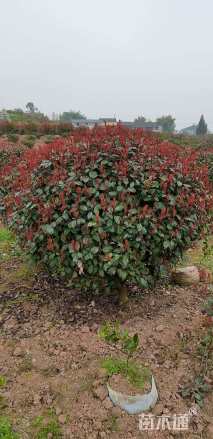 冠幅250厘米红叶石楠球