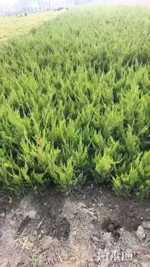 冠幅180厘米龙柏球