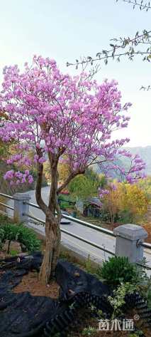 高度280厘米映山红