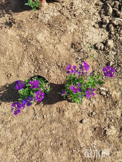 高度10厘米细叶美女樱