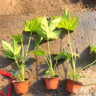 高度45厘米八角金盘小苗