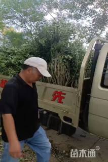 高度1.2厘米连翘