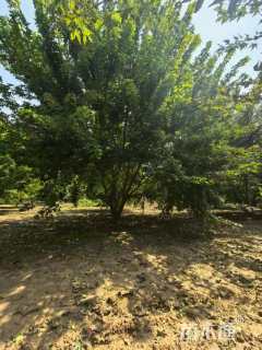 高度700厘米丛生五角枫