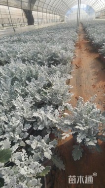 高度20厘米银叶菊