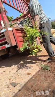 高度25厘米矾根