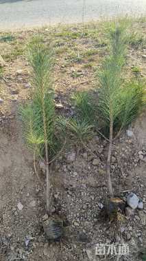 高度60厘米油松小苗