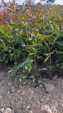 高度22厘米南天竹