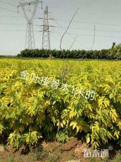 高度150厘米金叶接骨木
