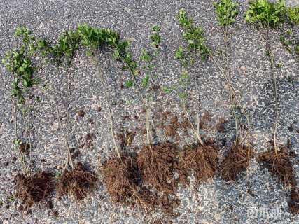 高度40厘米小叶女贞