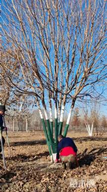 高度600厘米丛生五角枫
