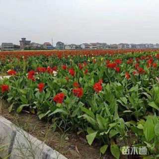 高度40厘米美人蕉