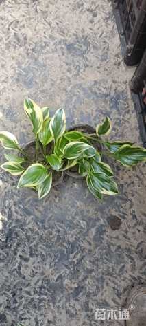 高度15厘米金边玉簪