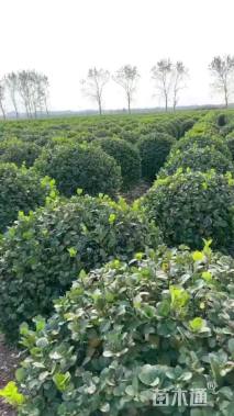 冠幅150厘米卫矛球