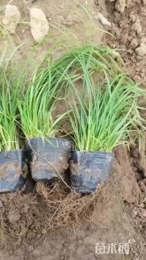 高度28厘米青绿苔草