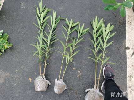 高度60厘米夹竹桃