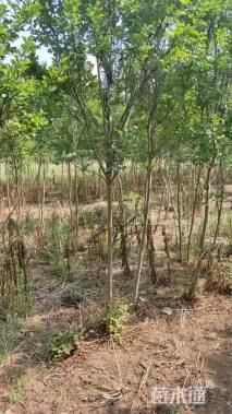 4公分红火箭紫薇