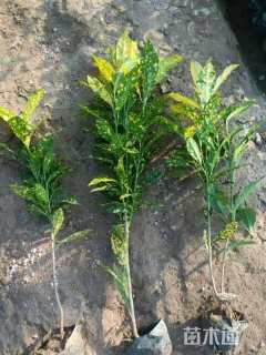 高度40厘米洒金珊瑚