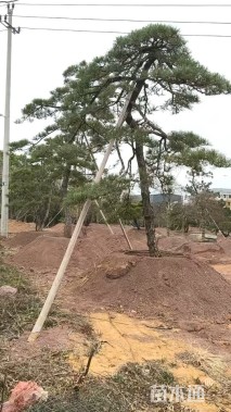 高度470厘米古松